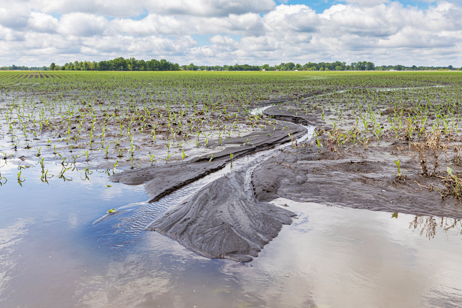 Flooded farm field